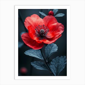 Red Anemone Flower Art Print