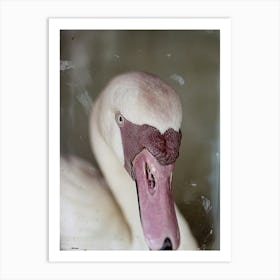 Portrait Of A Swan Art Print