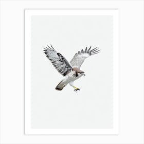 Red Tailed Hawk B&W Pencil Drawing 4 Bird Art Print