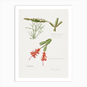 Rhipsalis, Familie Der Cacteen Art Print