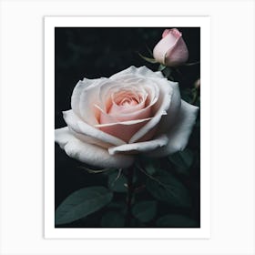 White Rose Pink Art Print