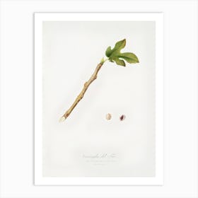 Fig (Coccus Ficus Caricae) From Pomona Italiana (1817 - 1839), Giorgio Gallesio Art Print