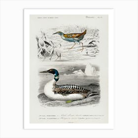 Different Types Of Birds, Charles Dessalines D'Orbigny  Art Print