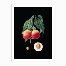 Vintage Peach Botanical Illustration on Solid Black n.0102 Art Print