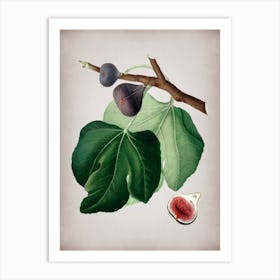 Vintage Black Fig Botanical on Parchment n.0168 Art Print