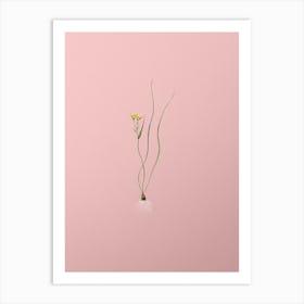 Vintage Ornithogalum Spathaceum Botanical on Soft Pink Art Print