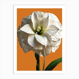 White Amaryllis Art Print