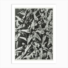 Showy Milkweed (1928), Karl Blossfeldt 2 Art Print