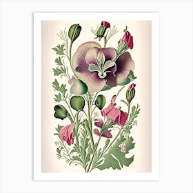 Sweet Pea 1 Floral Botanical Vintage Poster Flower Art Print