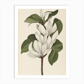 Magnolia Vintage Botanical 3 Flower Art Print