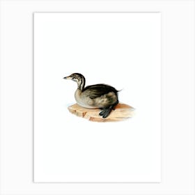 Vintage Young Horned Grebe Bird Illustration on Pure White Art Print