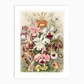 Orchideae Art Print