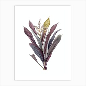 Vintage Cordyline Fruticosa Botanical Illustration on Pure White n.0725 Art Print