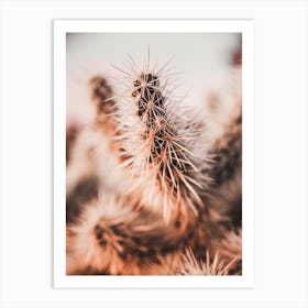 Spikey Cactus Sunset Art Print