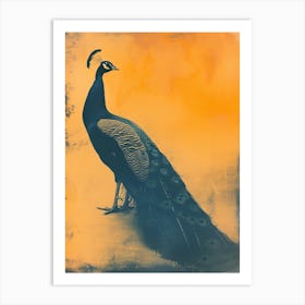 Orange & Blue Peacock Art Print