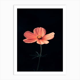 Pink Cosmos Flower 5 Art Print