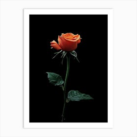 Orange Rose Art Print