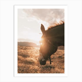 Horse At Sunset Art Print