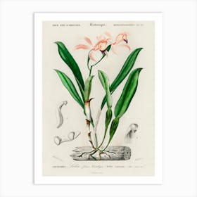 Lelia Cattleioides, Charles Dessalines D' Orbigny Art Print