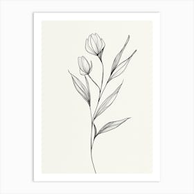 Tulip Drawing Art Print