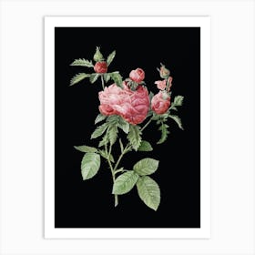 Vintage Cabbage Rose Botanical Illustration on Solid Black n.0325 Art Print