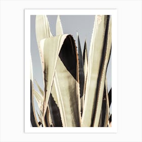 Cactus Plant_2191205 Art Print