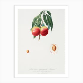 Peach (Persica Psillidermis) From Pomona Italiana (1817 1839), Giorgio Gallesio Art Print