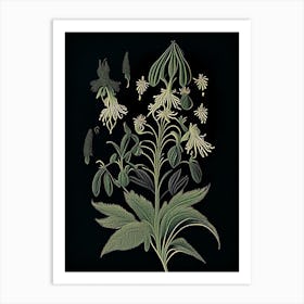 Black Cohosh Wildflower Vintage Botanical 2 Art Print