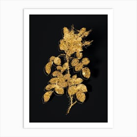 Vintage Four Seasons Rose in Bloom Botanical in Gold on Black n.0143 Art Print