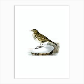 Vintage Water Pipit Bird Illustration on Pure White n.0144 Art Print