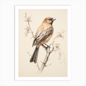 Vintage Bird Drawing Cowbird 1 Art Print