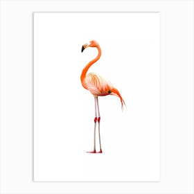 Flamingo illustration Art Print