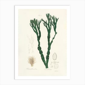 Vintage Botanical John Stephenson and James Morss Churchill Art Print_2731652 Art Print