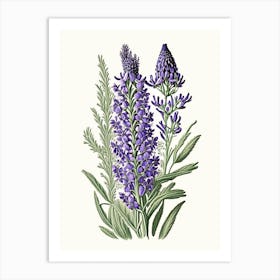 Lavender Wildflower Vintage Botanical 1 Art Print