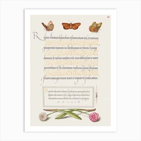 Butterflies, Moth, Spider, And English Daisies From Mira Calligraphiae Monumenta, Joris Hoefnagel Art Print