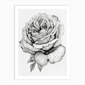 Roses Sketch 7 Art Print