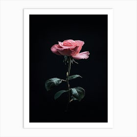 Pink Rose On Black Background 25 Art Print