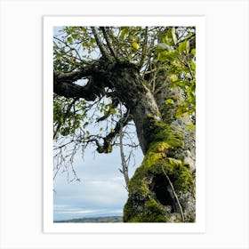 Moss Covered Tree Art Print