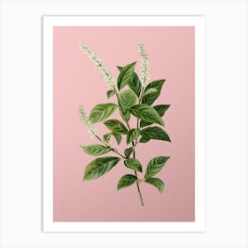 Vintage Virginia Sweetspire Botanical on Soft Pink n.0368 Art Print