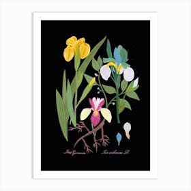 Iris Botanical Art Print