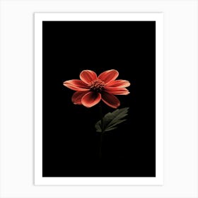 Single Red Dahlia Flower Art Print