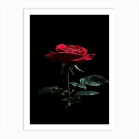 Red Rose On Black Background 13 Art Print