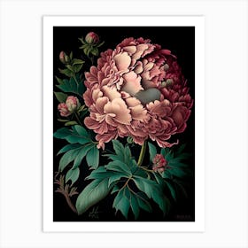 Monsieur Jules Elie Peonies Light Pink Vintage Botanical Art Print