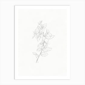 Honeysuckle Pencil Sketch Art Print