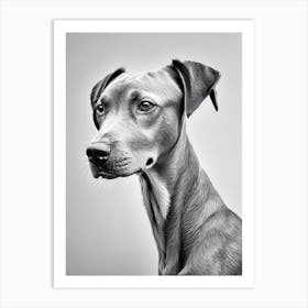 Vizsla B&W Pencil Dog Art Print