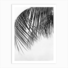 Palm Tree In Black And White Art Print