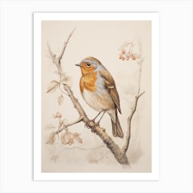 Vintage Bird Drawing Robin Art Print