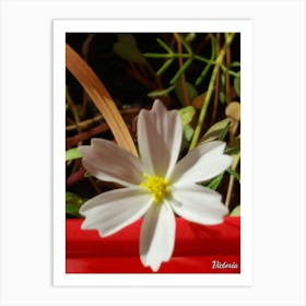 White Flower 1 Art Print