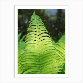 Green fern leaves by the lake, close-up Art Print