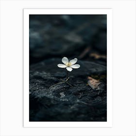 White Flower On Rock Art Print